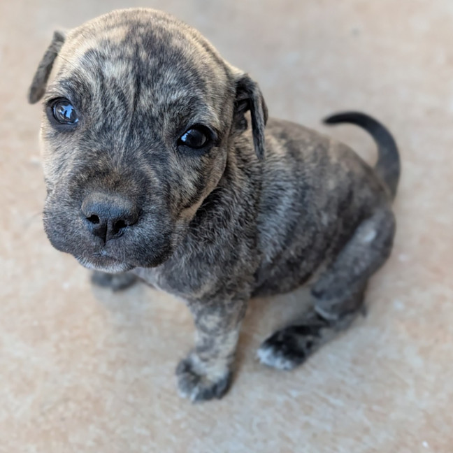Photo of Dash