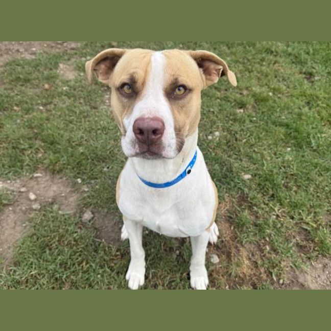 Photo of Chipmunk Imp 675