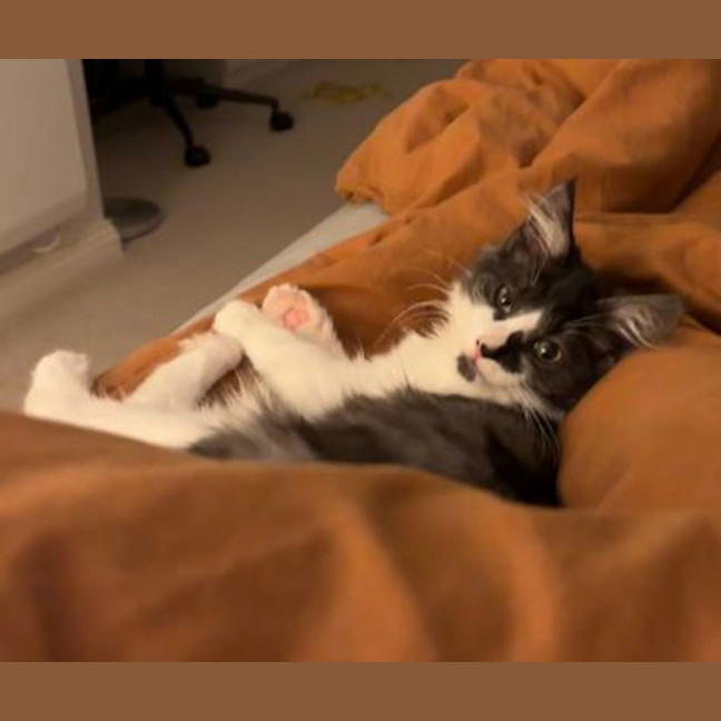 Photo of Sumi
