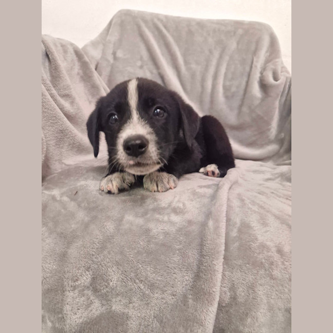 Photo of D1268 Rupert