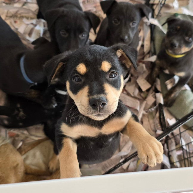 Photo of Gonzo The Great