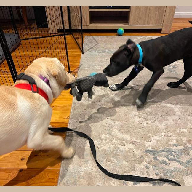 Photo of Socks   3 Month Old Bull Arab X Kelpie