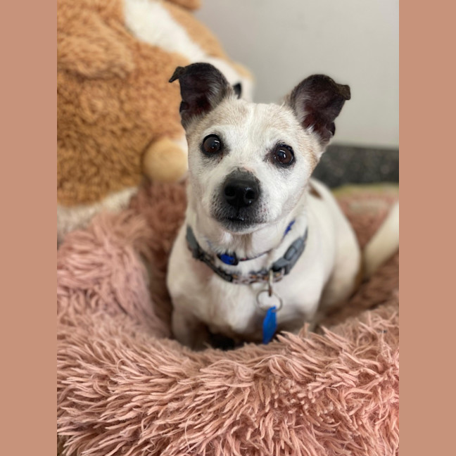 Photo of Pixie