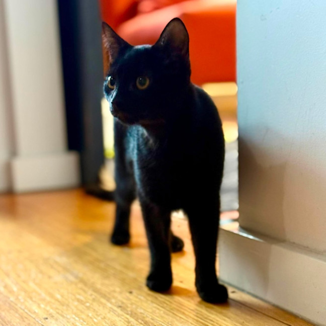 Photo of Sprout   In Foster Care In Brunswick East