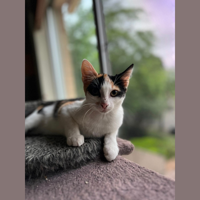 Photo of Calico   Trixie