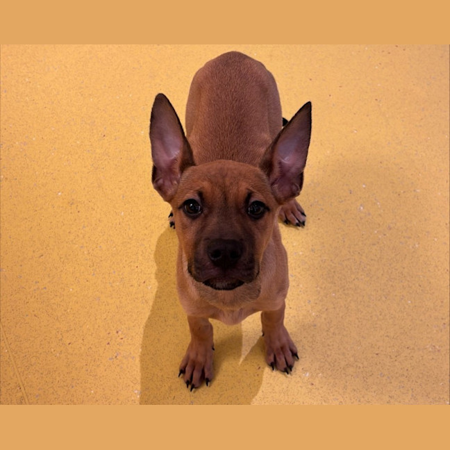 Photo of Sharni Imp 1124