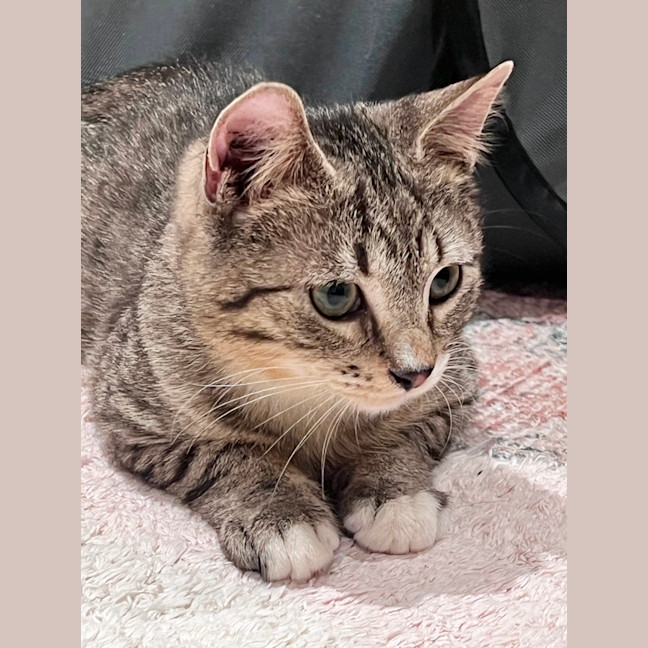 Photo of Teddy