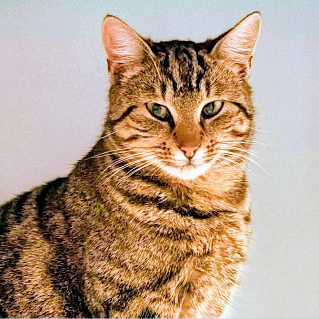 Photo of Parsnip