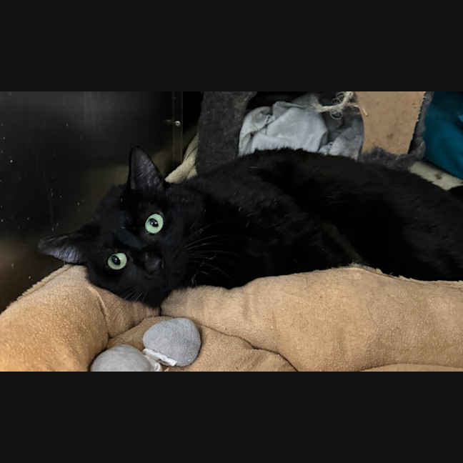 Photo of Sirius Black