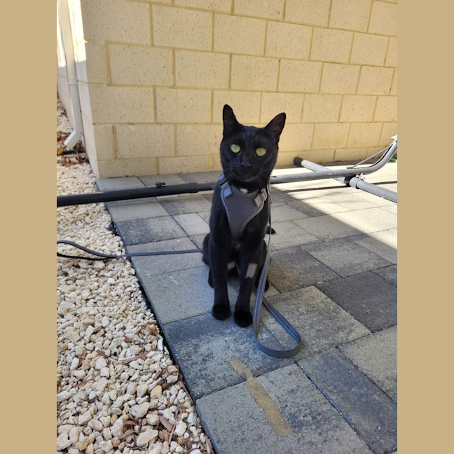 Photo of Milo