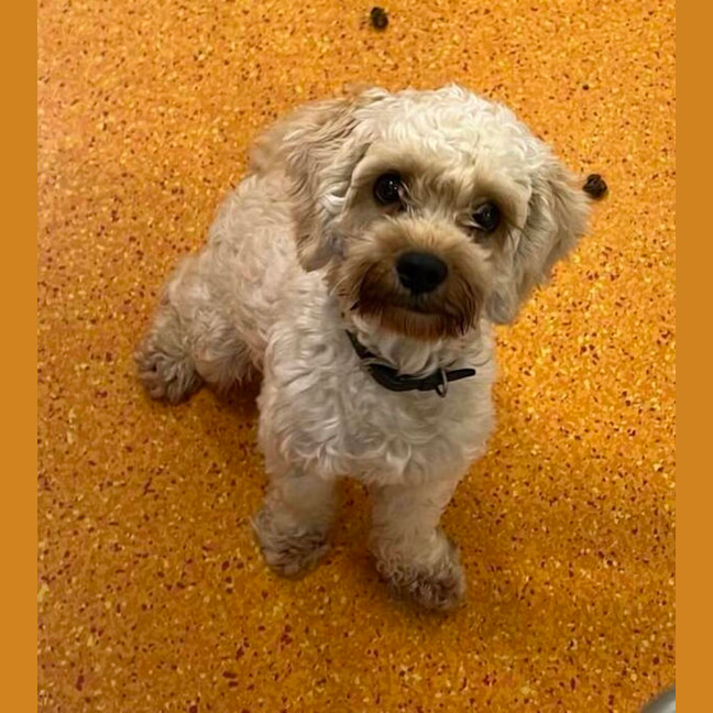 Photo of Teddy
