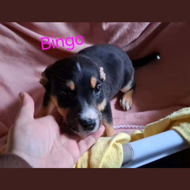 Photo of Bingo