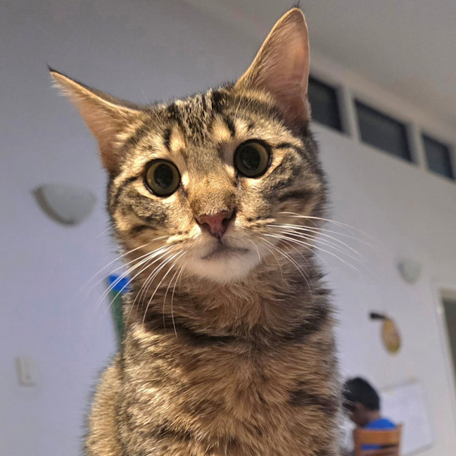 Photo of Chilli