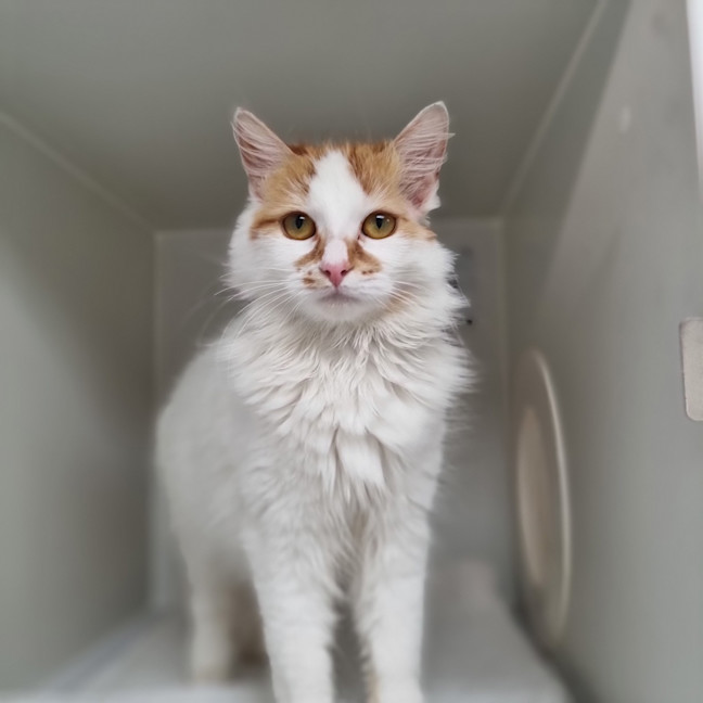 Photo of Pancake
