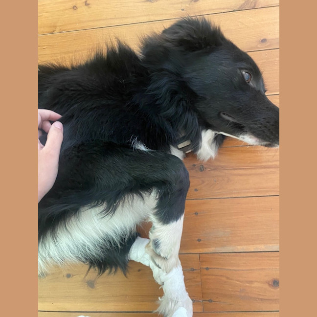 Photo of Bentley
