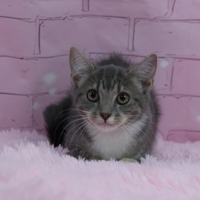 Photo of Misty