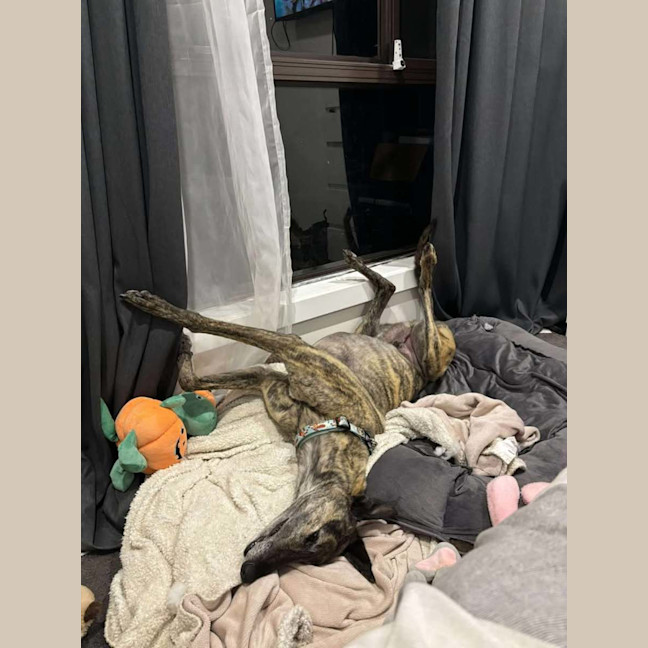 Photo of Frankie, The Greyhound