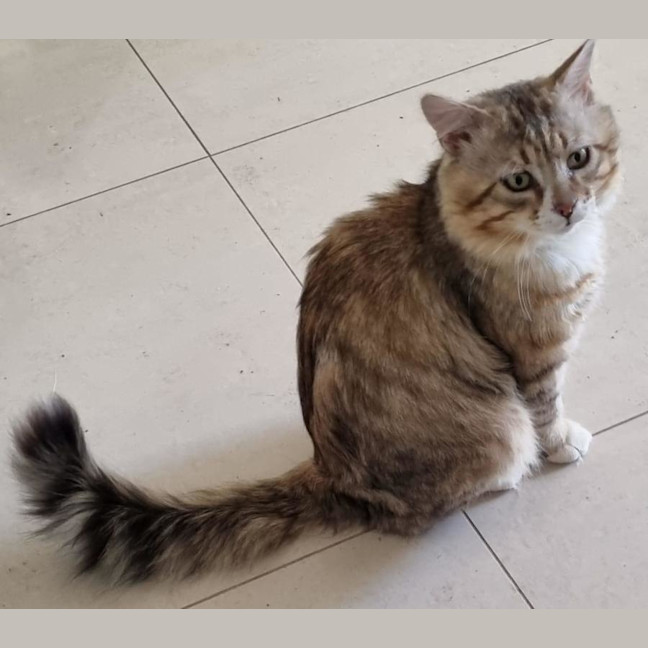 Photo of Lynx