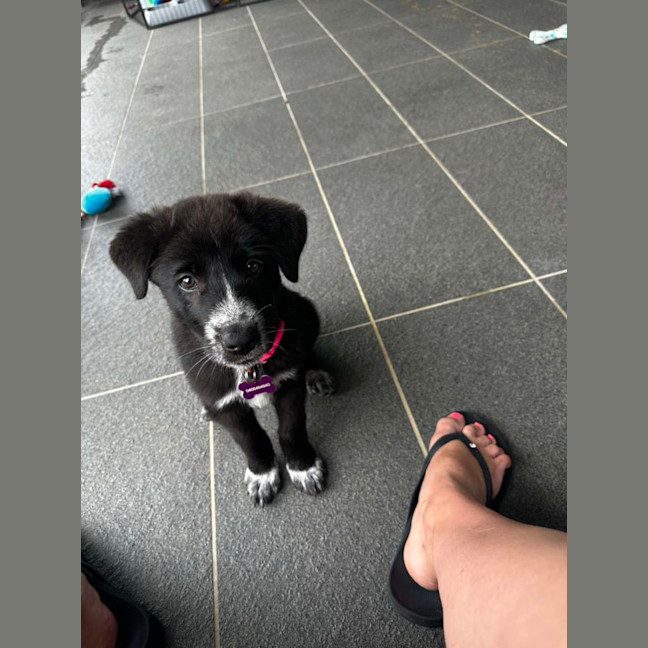 Photo of Piper