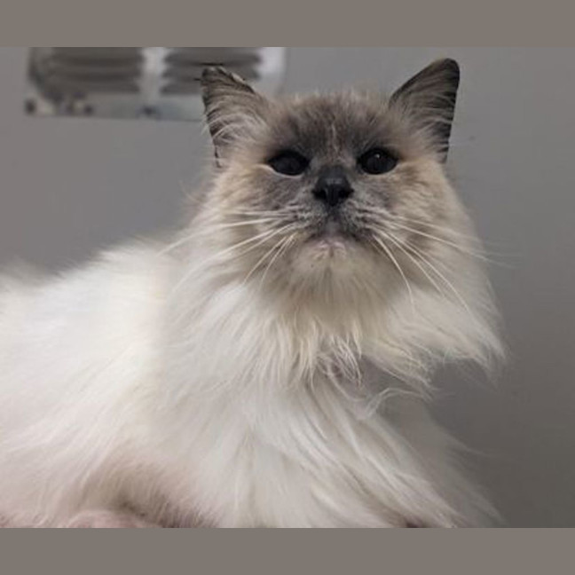 Photo of Queen Clementine