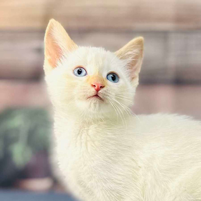 Photo of Snippa   Meet Me At Vets On Parker