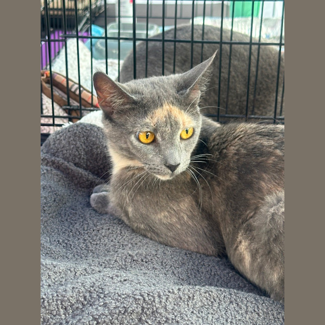 Photo of Blossom 🌸💐🌺