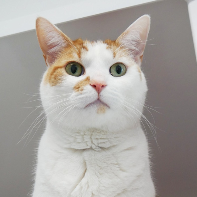 Photo of Gingy Sua014345