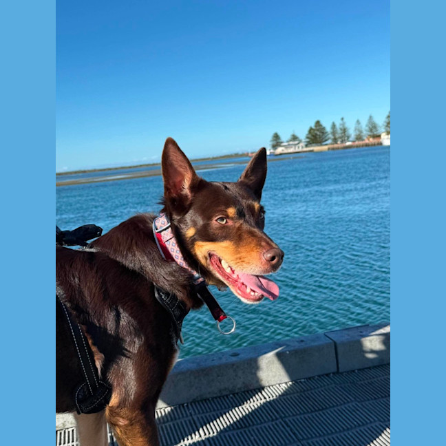 Photo of Cooper