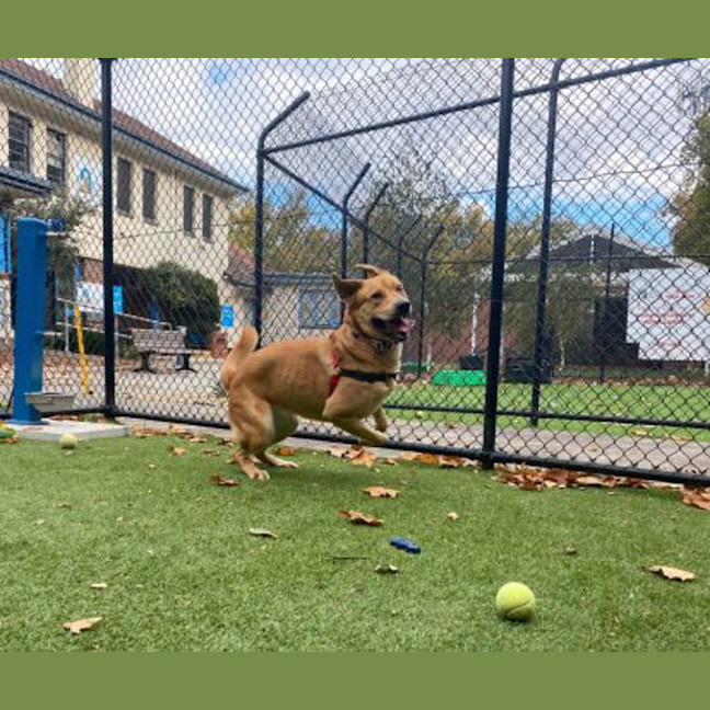 Photo of Goldie