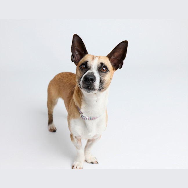 Photo of Arlo