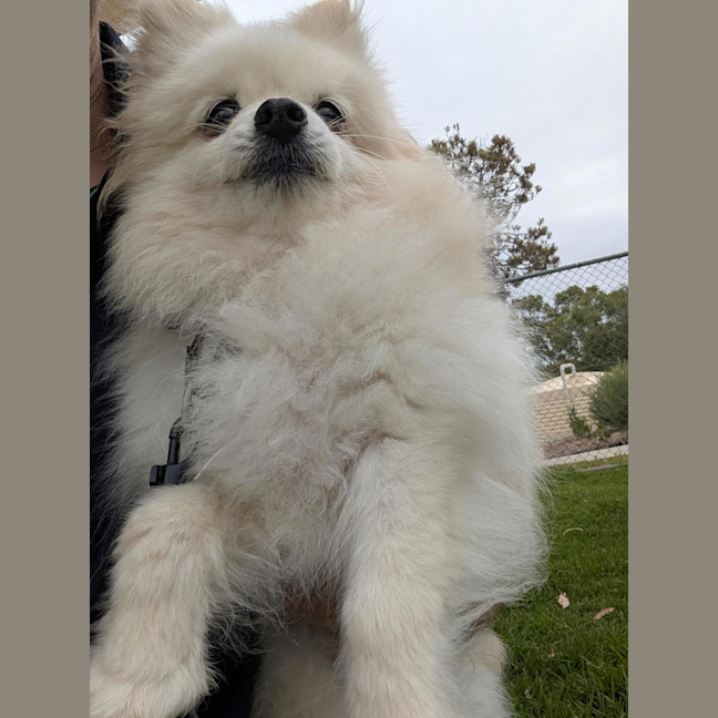 Photo of Princess