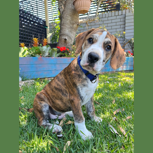 Photo of D1213 Ralph