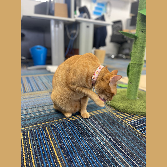 Photo of Romeo