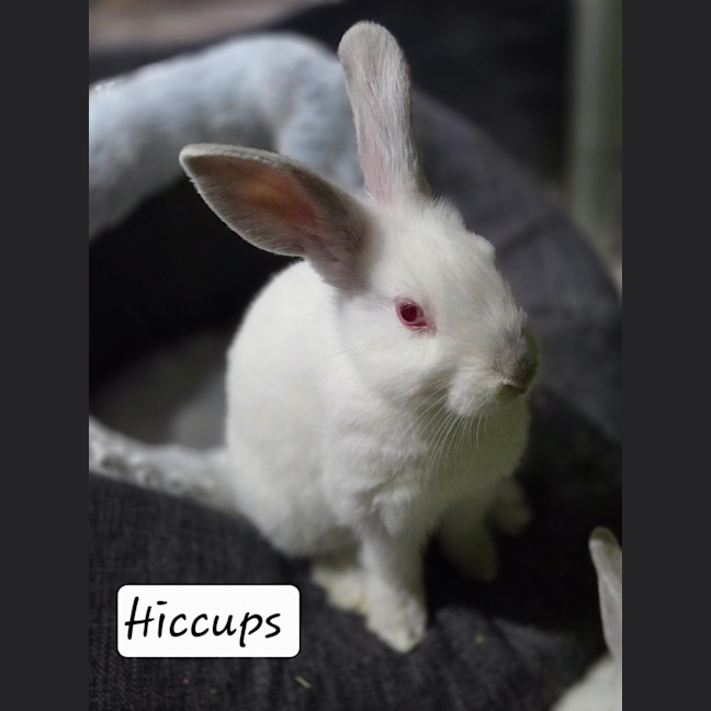 Photo of Hiccups