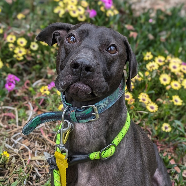 Photo of Maisey