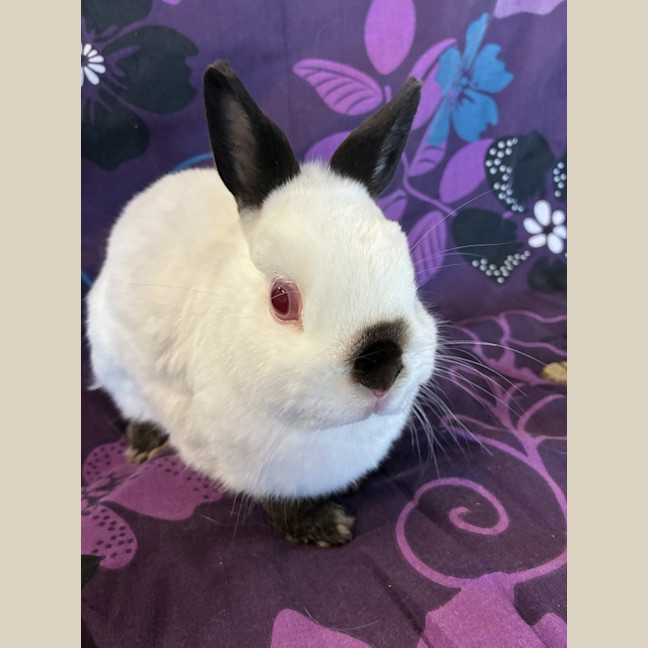 Photo of Tiantian (Bonded To Happy)