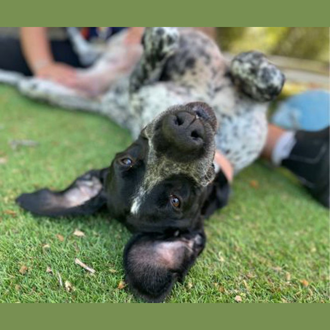 Photo of Buddy