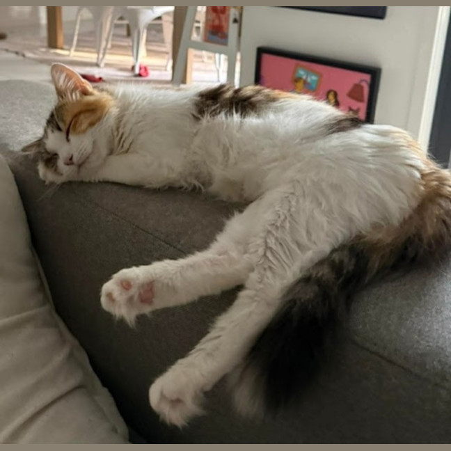 Photo of Nemo