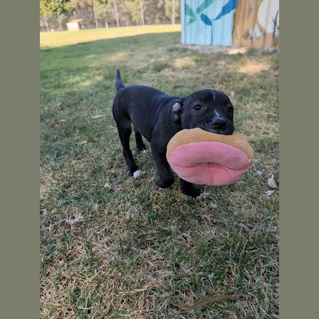 Photo of Chewie (Philip)