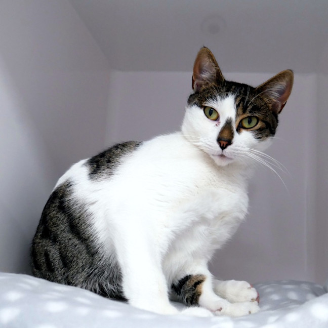 Photo of Freckles Sta014877