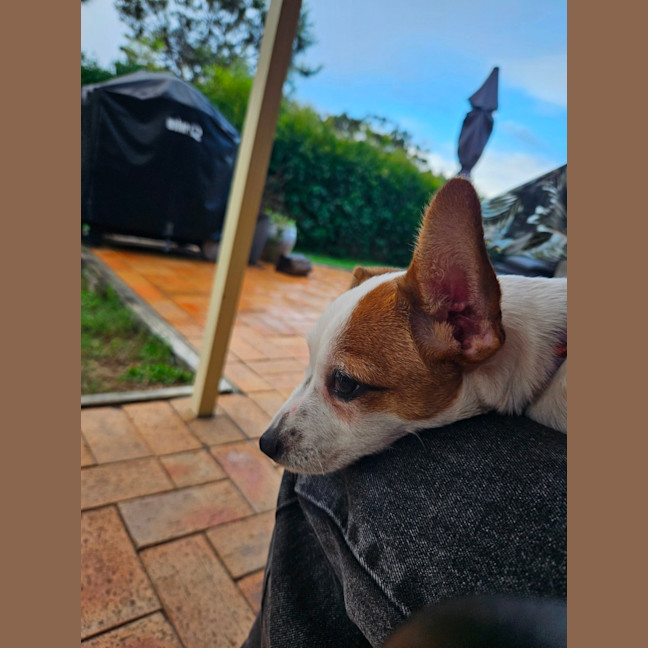 Photo of Sassi   10 Week Old Jack Russell X Fox Terrier