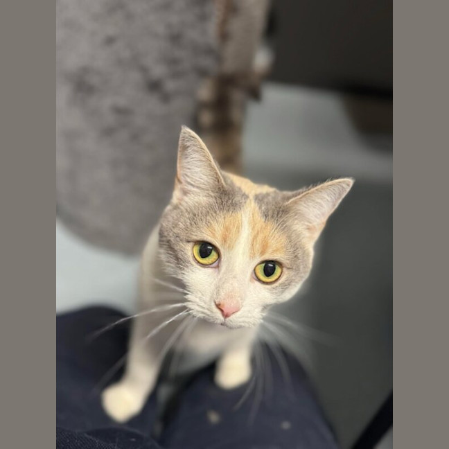 Photo of Cinnamon