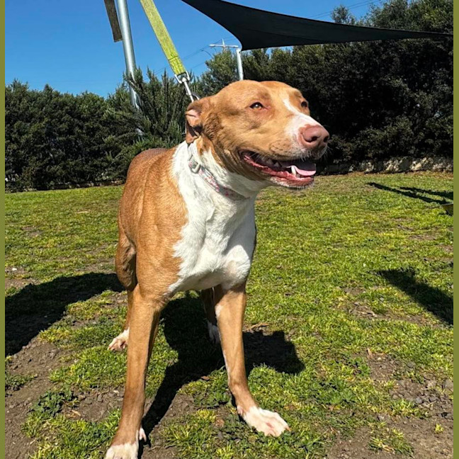 Photo of Jazz (64321)