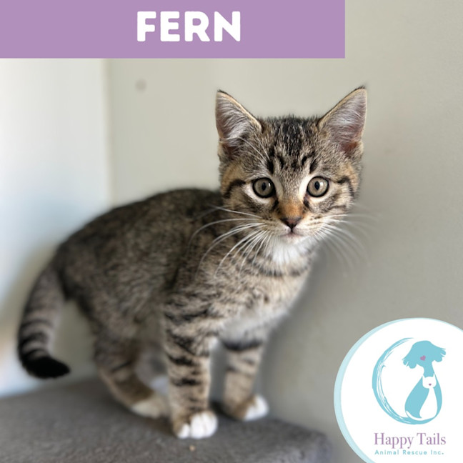Photo of Fern