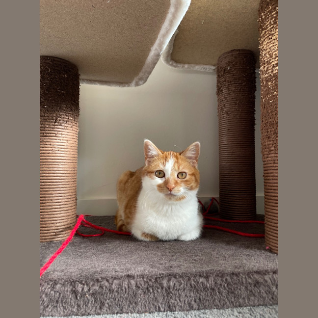 Photo of Marigold