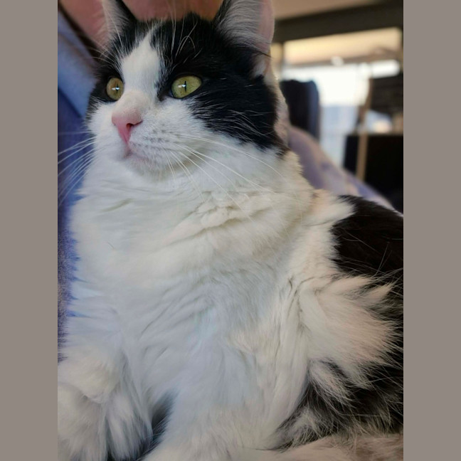 Photo of Piper