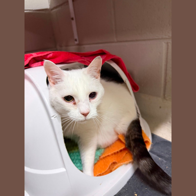 Photo of Cruiser