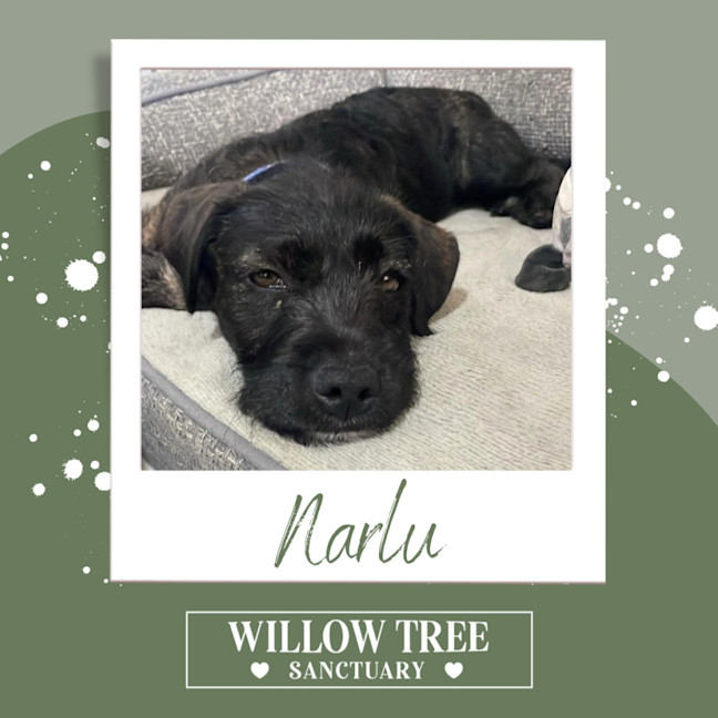 Photo of Narlu 