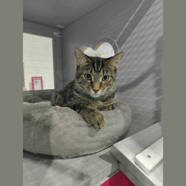 Photo of Bruno Looking For A Farm Home/Barn Cat