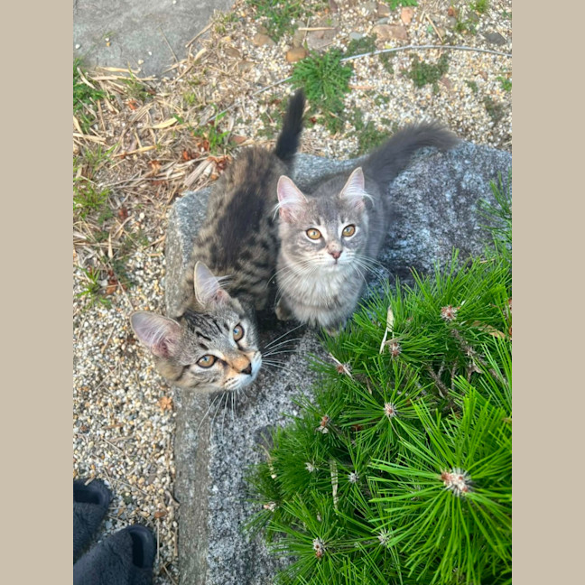 Photo of Star & Silver